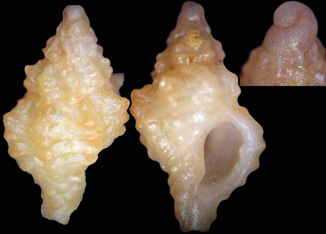 Ocinebrina o muricopsis?